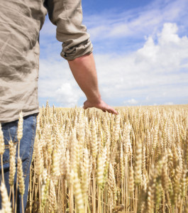 Young man in wheat field