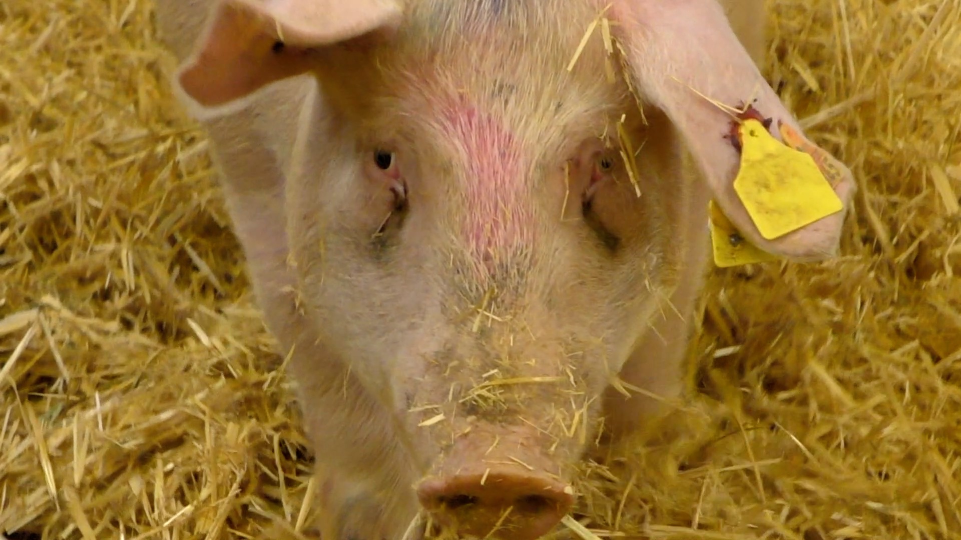 Lönsam grisproduktion i Ukraina