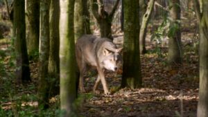 Varg som går i en solupplyst löv-skog. Den kliver ut mellan två träd. 
