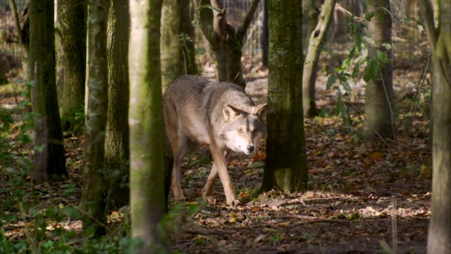 Varg som går i en solupplyst löv-skog. Den kliver ut mellan två träd.