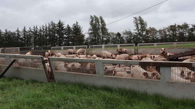 Ensilage fungerar bra till slaktgrisar - Lantbruksnytt